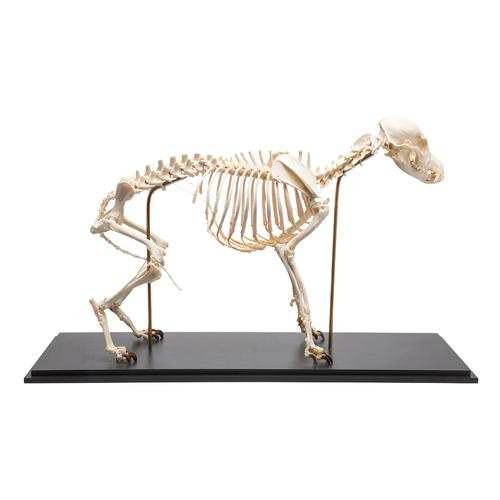 Dog skeleton, M, rigidly mounted, 1020988 [T300091M], Evcil