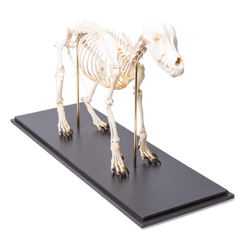 Dog skeleton, M, rigidly mounted, 1020988 [T300091M], Etçil Hayvanlar (Carnivora)