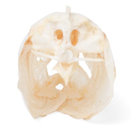 Carp Skull, 1020963 [T30010], İktiyoloji (balık bilimi)