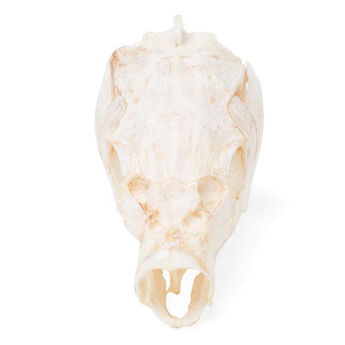 Carp Skull, 1020963 [T30010], İktiyoloji (balık bilimi)