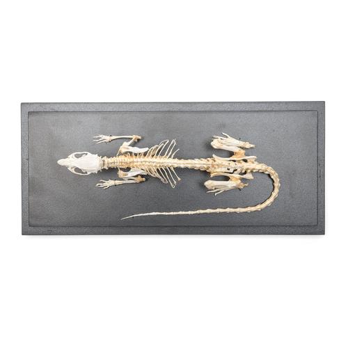 Rat skeleton, Articulated, 1021036 [T300111], Kemirgenler (Rodentia)