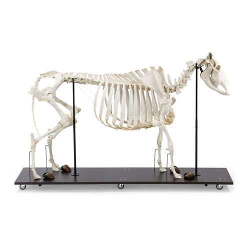 Cow Skeleton, w. Horns, Articul. on Base, 1020974 [T300121w], Çiftlik Hayvanlar