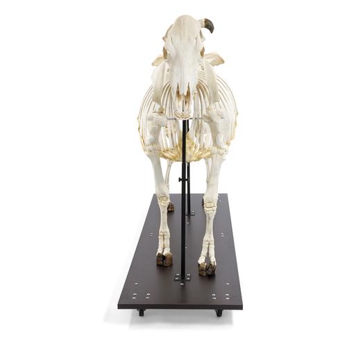 Cow Skeleton, w. Horns, Articul. on Base, 1020974 [T300121w], Çiftlik Hayvanlar