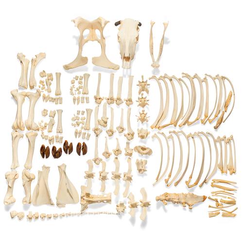Cow Skeleton, w. Horns,  Disarticulated, 1020976 [T300121wU], osteoloji