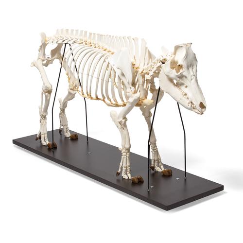 Pig skeleton, f, Articulated, 1020996 [T300131f], Çiftlik Hayvanlar