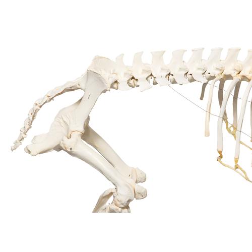 Pig skeleton, f, Articulated, 1020996 [T300131f], Çiftlik Hayvanlar