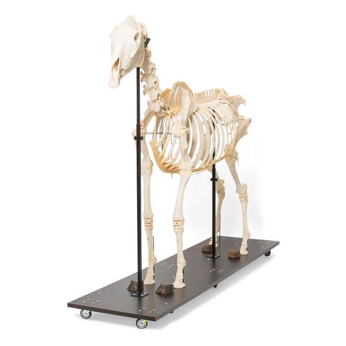 Horse skeleton, m, Articulated, 1021002 [T300141f], Çiftlik Hayvanlar
