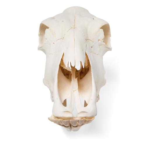 Cow Skull, w/o horns, 1020977 [T300151w/o], Çiftlik Hayvanlar