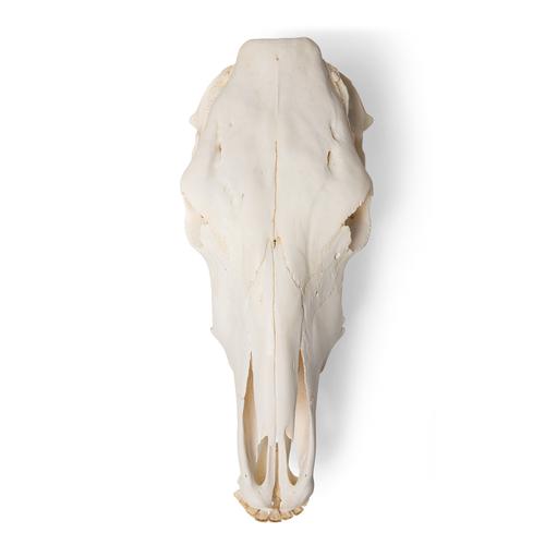 Cow Skull, w/o horns, 1020977 [T300151w/o], Çiftlik Hayvanlar