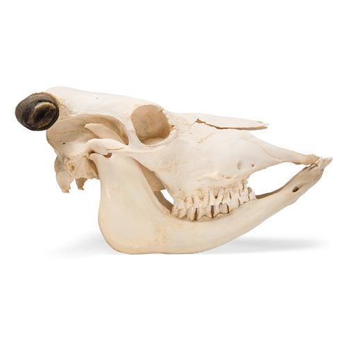 Cow Skull, w. horns, 1020978 [T300151w], Çiftlik Hayvanlar