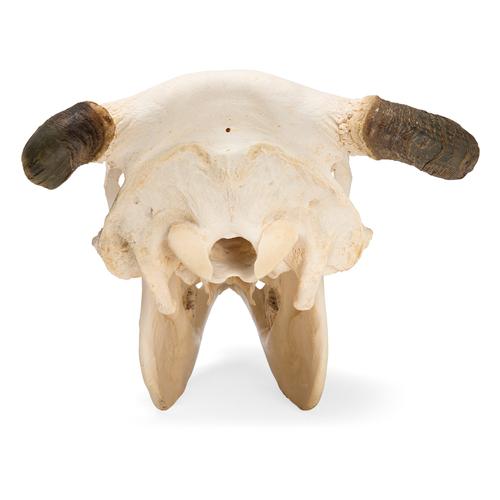Cow Skull, w. horns, 1020978 [T300151w], Çiftlik Hayvanlar