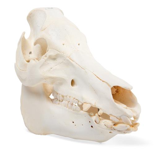 Pig skull, m, 1021000 [T300161f], Çiftlik Hayvanlar
