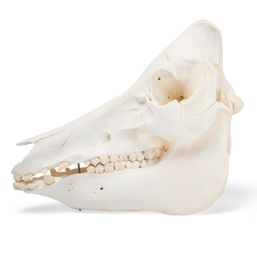 Pig skull, m, 1021000 [T300161f], Çiftlik Hayvanlar