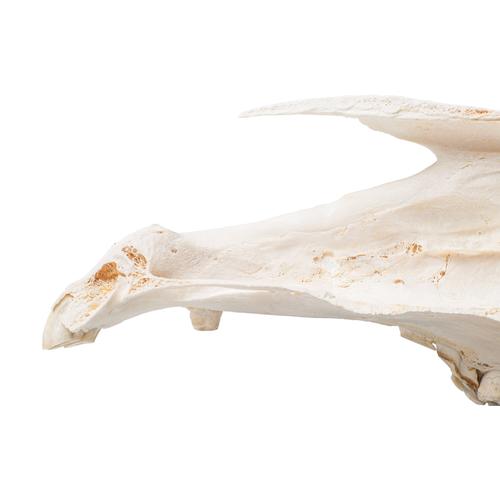 Half horse skull, 1021008 [T300172], Çiftlik Hayvanlar