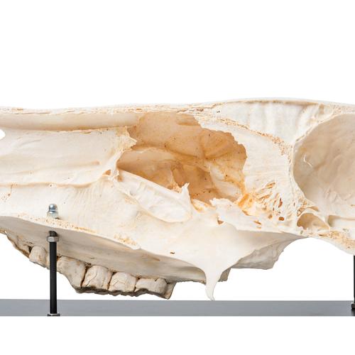 Half horse skull, 1021008 [T300172], Çiftlik Hayvanlar