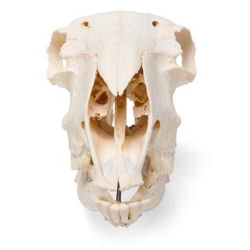 Sheep skull, m, 1021029 [T300181m], Çiftlik Hayvanlar