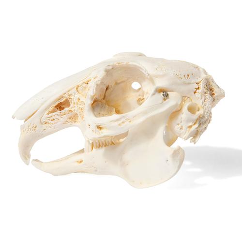 Rabbit Skull, 1020987 [T300191], Kemirgenler (Rodentia)