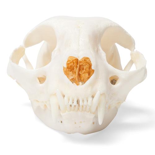 Cat Skull, 1020972 [T300201], Stomatolojinin