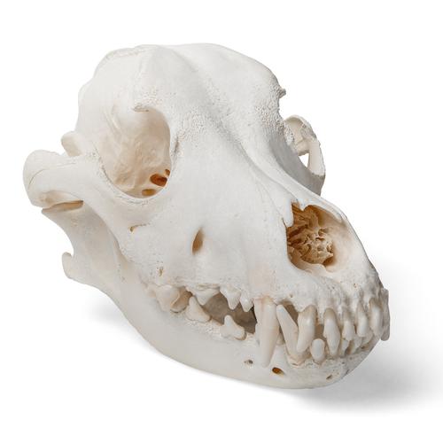 Dog skull, L, 1020995 [T30021L], Evcil