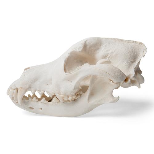 Dog skull, L, 1020995 [T30021L], Etçil Hayvanlar (Carnivora)