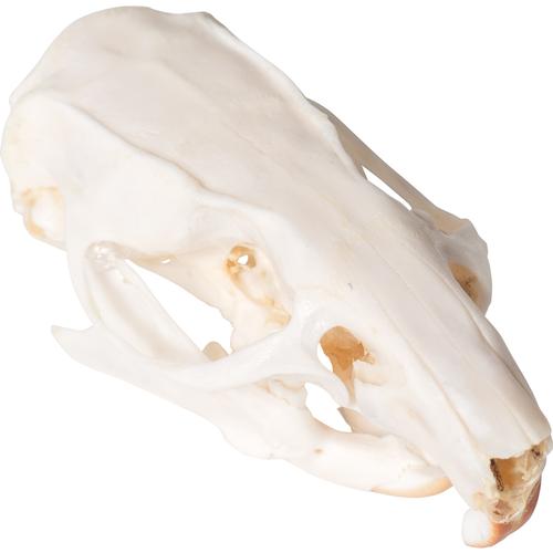 Rat Skull, 1021038 [T300271], Kemirgenler (Rodentia)