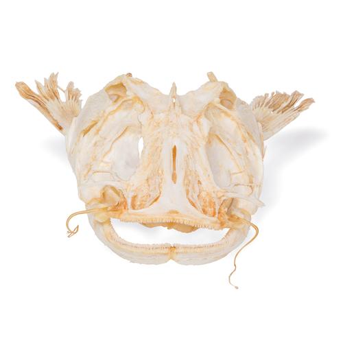 Catfish Skull, 1020965 [T30030], İktiyoloji (balık bilimi)