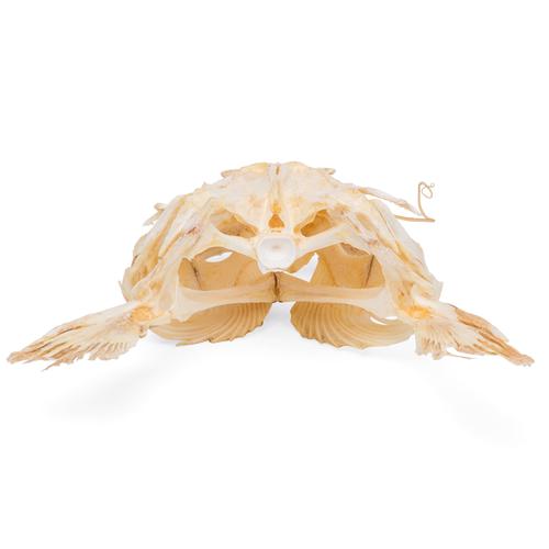 Catfish Skull, 1020965 [T30030], İktiyoloji (balık bilimi)