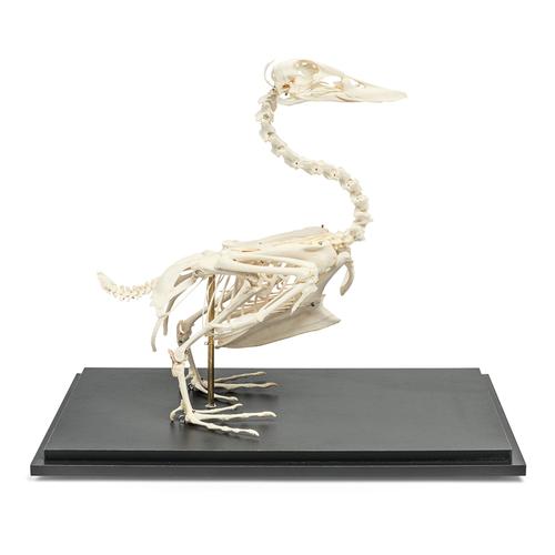 Duck Skeleton, Articulated on Base, 1020979 [T300351], Ornitoloji (kuş bilimi)