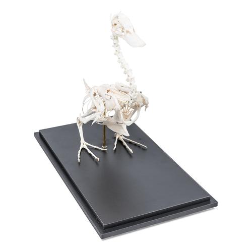 Duck Skeleton, Articulated on Base, 1020979 [T300351], Kuşlar