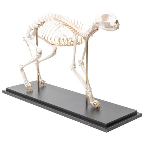 Cat Skeleton, flexibly mounted, 1020970 [T300391], Evcil