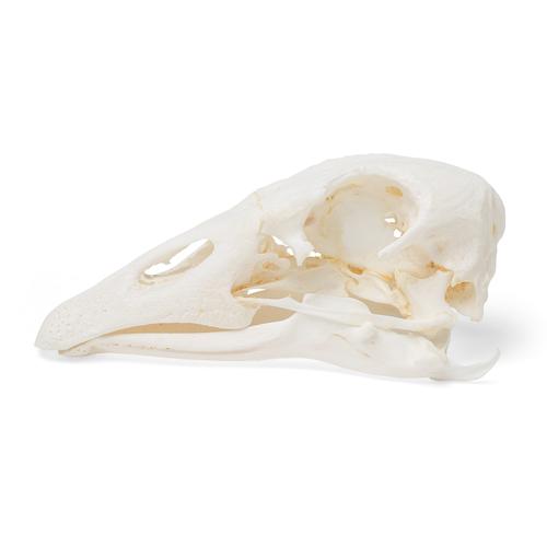 Goose Skull, 1021035 [T30042], Kuşlar