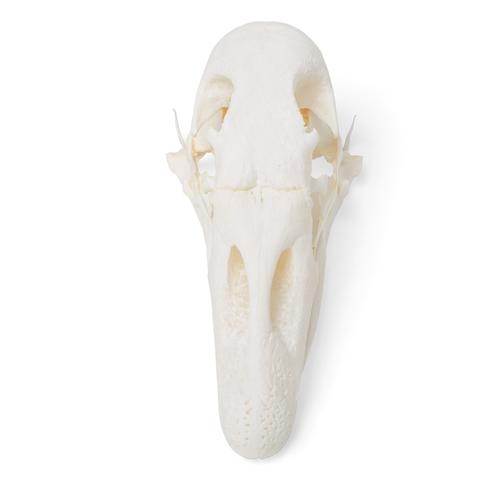 Goose Skull, 1021035 [T30042], Ornitoloji (kuş bilimi)
