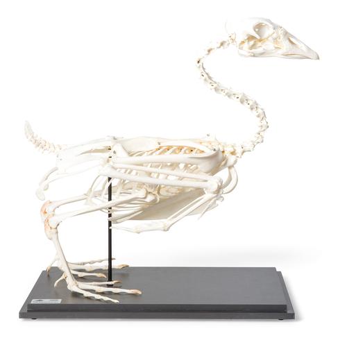 Goose skeleton, Articulated, 1021033 [T300451], Ornitoloji (kuş bilimi)