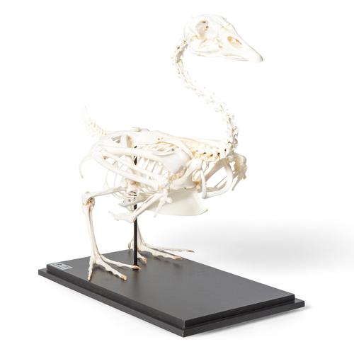 Goose skeleton, Articulated, 1021033 [T300451], Ornitoloji (kuş bilimi)