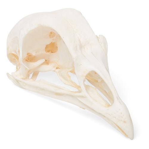 Chicken Skull, 1020968 [T30070], Ornitoloji (kuş bilimi)