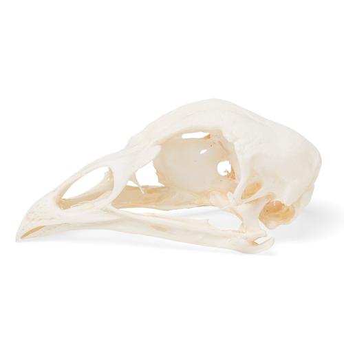 Chicken Skull, 1020968 [T30070], Ornitoloji (kuş bilimi)