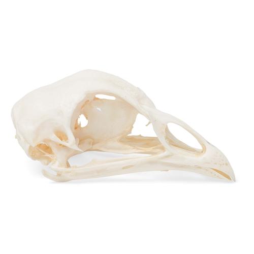 Chicken Skull, 1020968 [T30070], Kuşlar