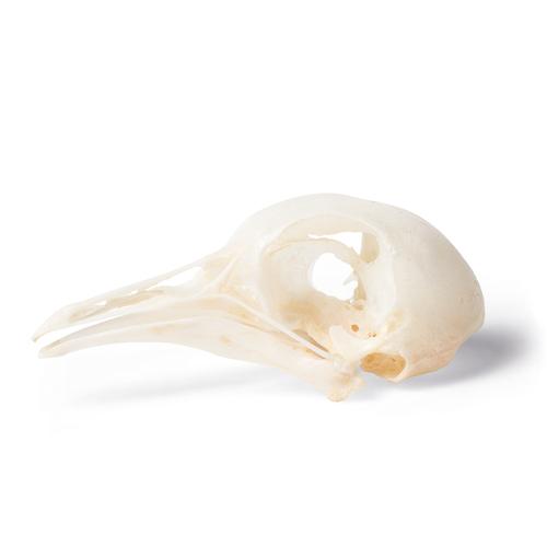 Pigeon Skull, 1020984 [T30071], Kuşlar