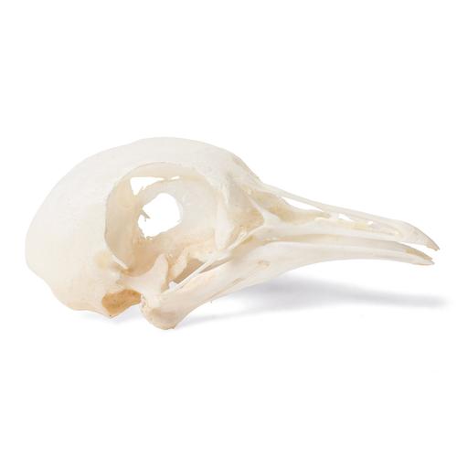 Pigeon Skull, 1020984 [T30071], Stomatolojinin