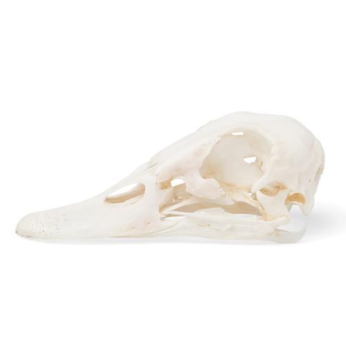Duck Skull, 1020981 [T30072], Stomatolojinin