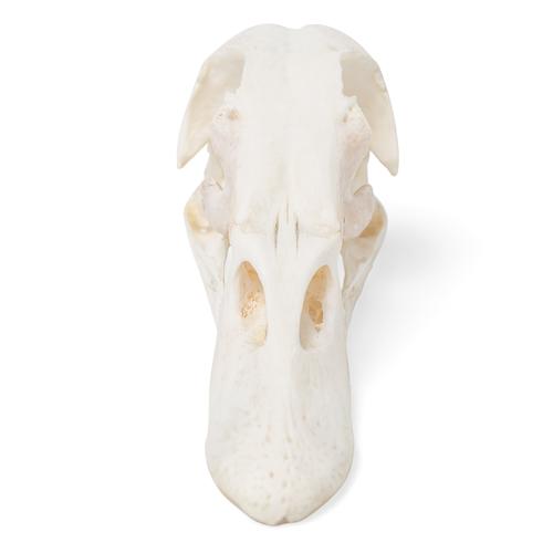 Duck Skull, 1020981 [T30072], Kuşlar