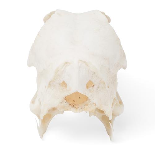 Duck Skull, 1020981 [T30072], Kuşlar
