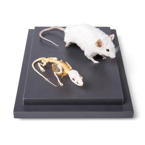 Mouse and Mouse Skeletons in show case, 1021039 [T310011], Küçük Hayvanlar