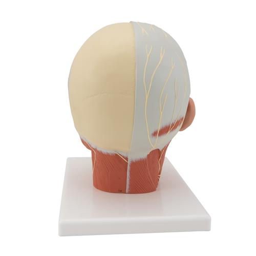 Baş ve Boyun Kas Modeli - Sinirlerle birlikte - 3B Smart Anatomy, 1008543 [VB129], Baş Modelleri