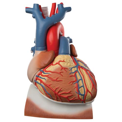 Diyafram üzerinde Kalp, 3 kat büyütülmüş, 10 parçalı - 3B Smart Anatomy, 1008547 [VD251], Kalp ve Dolaşım Modelleri