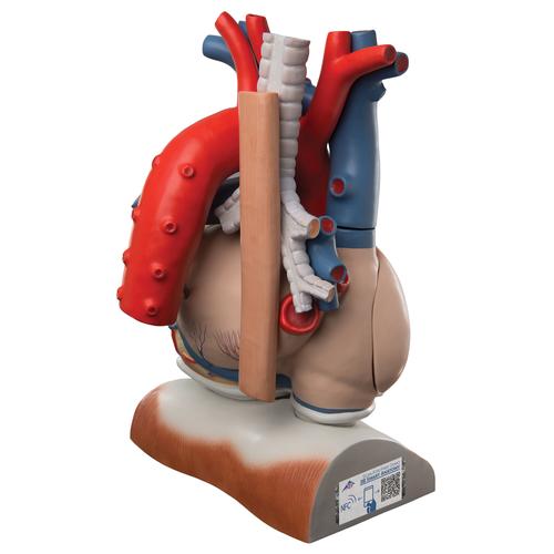Diyafram üzerinde Kalp, 3 kat büyütülmüş, 10 parçalı - 3B Smart Anatomy, 1008547 [VD251], Kalp ve Dolaşım Modelleri