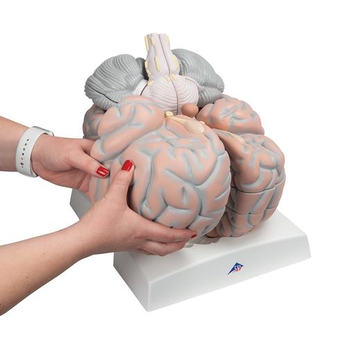 Beyin Modeli - 2,5 kat büyütülmüş, 14 parça - 3B Smart Anatomy, 1001261 [VH409], Beyin Modelleri