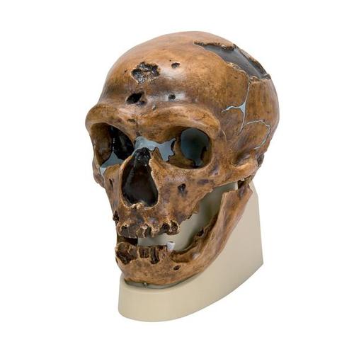 Antropolojik Kafatası - La Chapelle aux Saints, 1001294 [VP751/1], Kafatası Modelleri