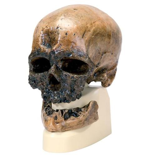 Antropolojik Kafatası - Cro Magnon, 1001295 [VP752/1], Antropolojik Kafatasları