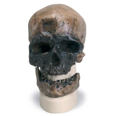 Antropolojik Kafatası - Cro Magnon, 1001295 [VP752/1], Kafatası Modelleri